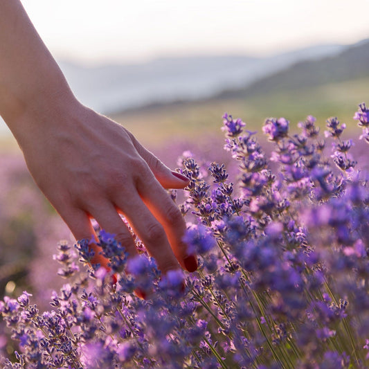 Lavender
