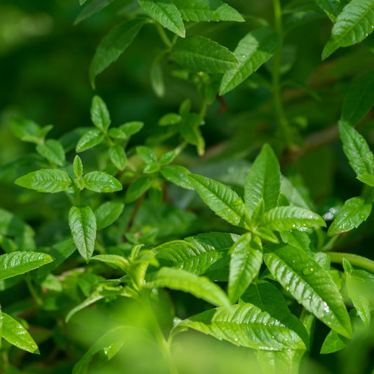 Lemon Verbena