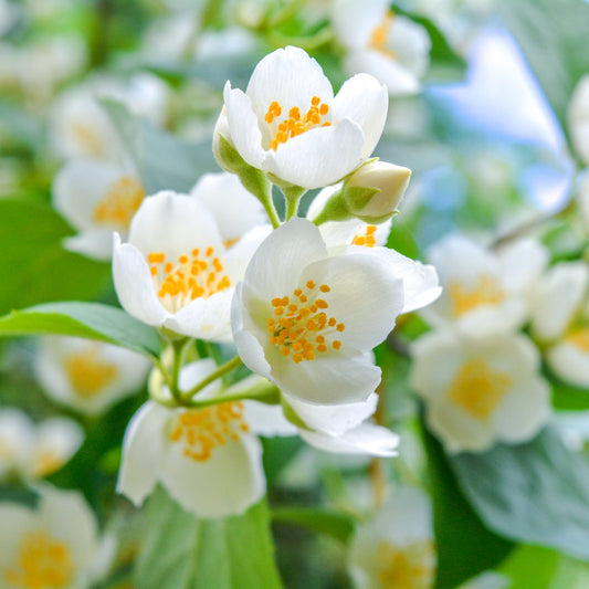 White Jasmine & Ivy (30 ml)