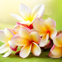 Frangipani (2500mls)