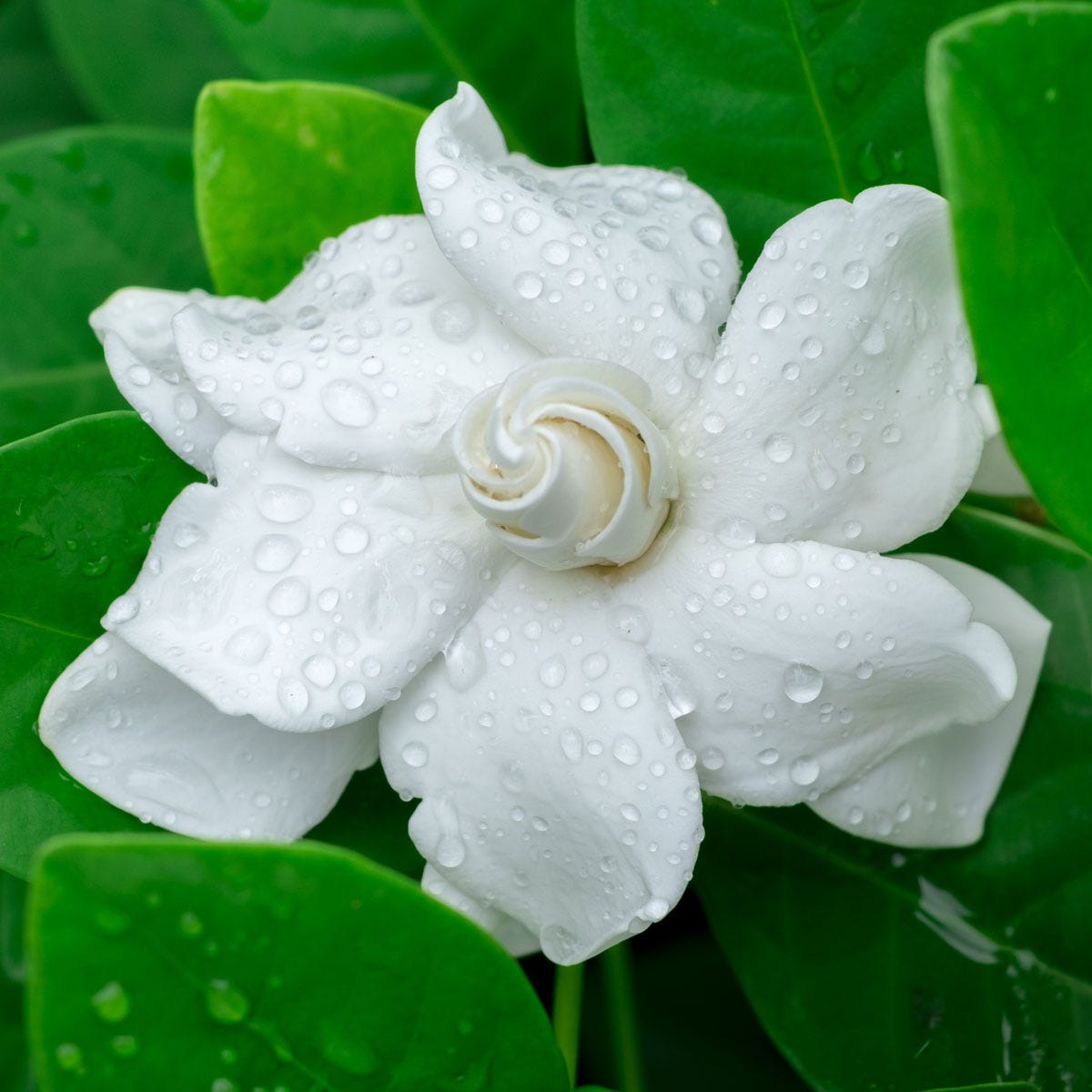 Gardenia