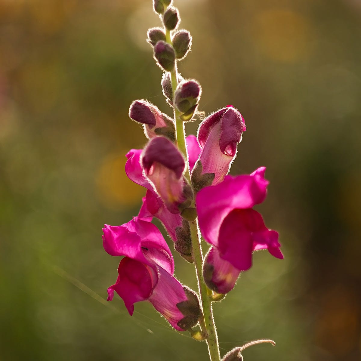 Sweet Pea and Vanilla (520mls)