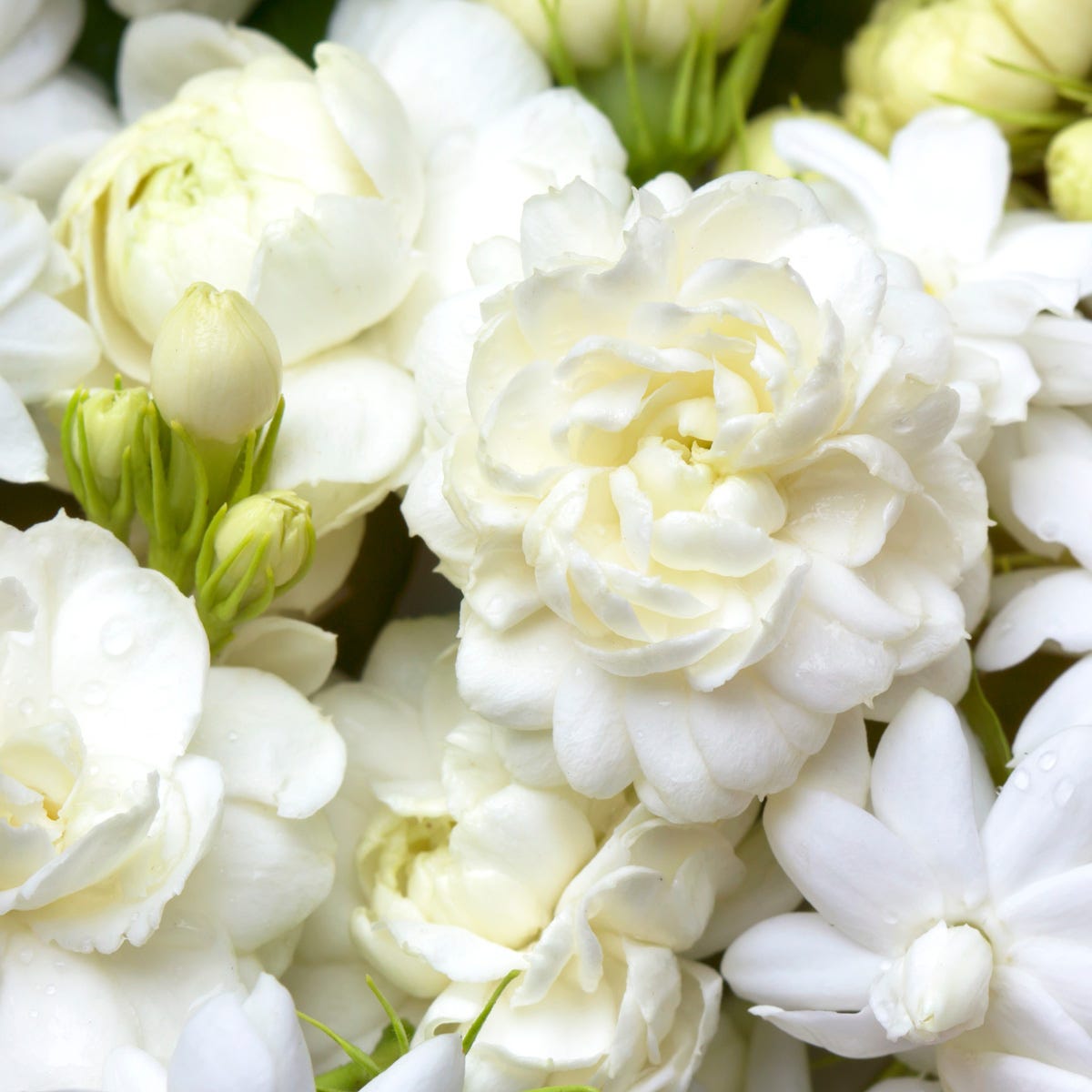 Jasmine (2500mls)