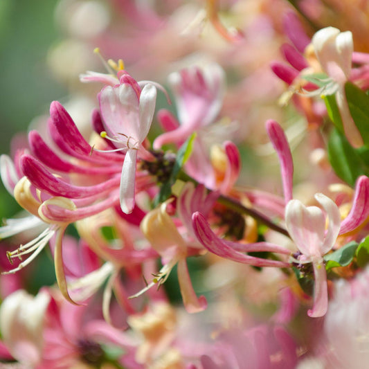 Japanese Honeysuckle