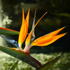 Birds of Paradise