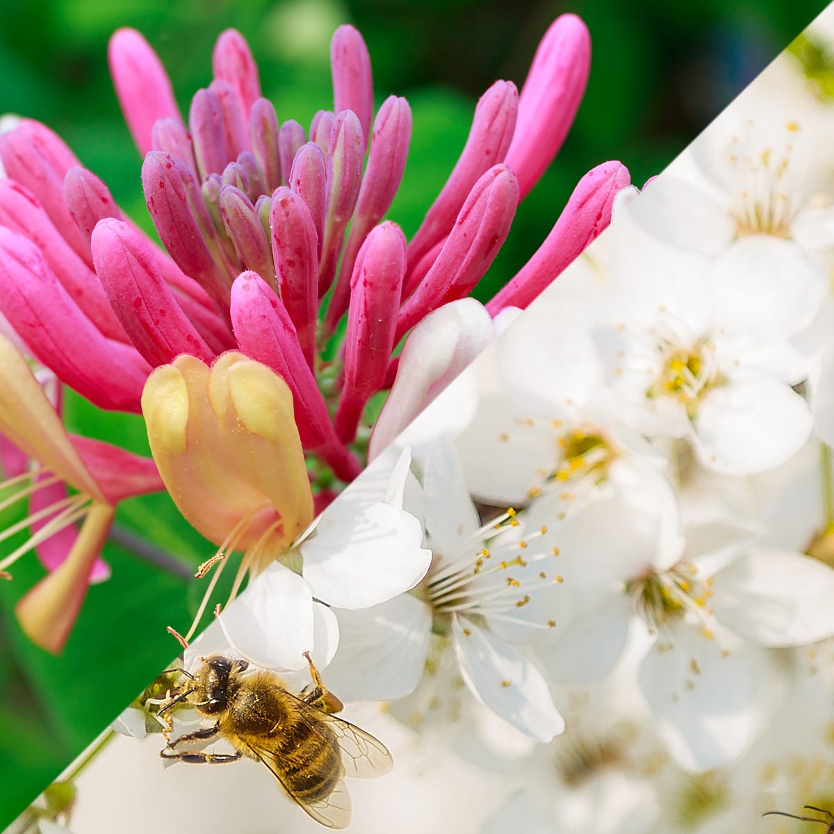 Honeysuckle Jasmine (30mls)