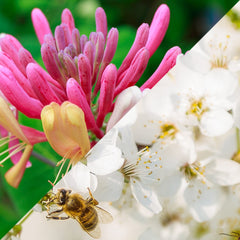 Honeysuckle Jasmine (520mls)