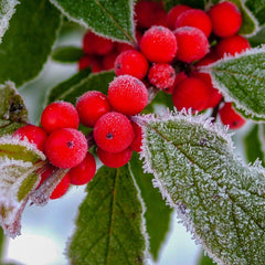 Holly Berry (520mls)