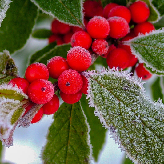 Holly Berry (30mls)