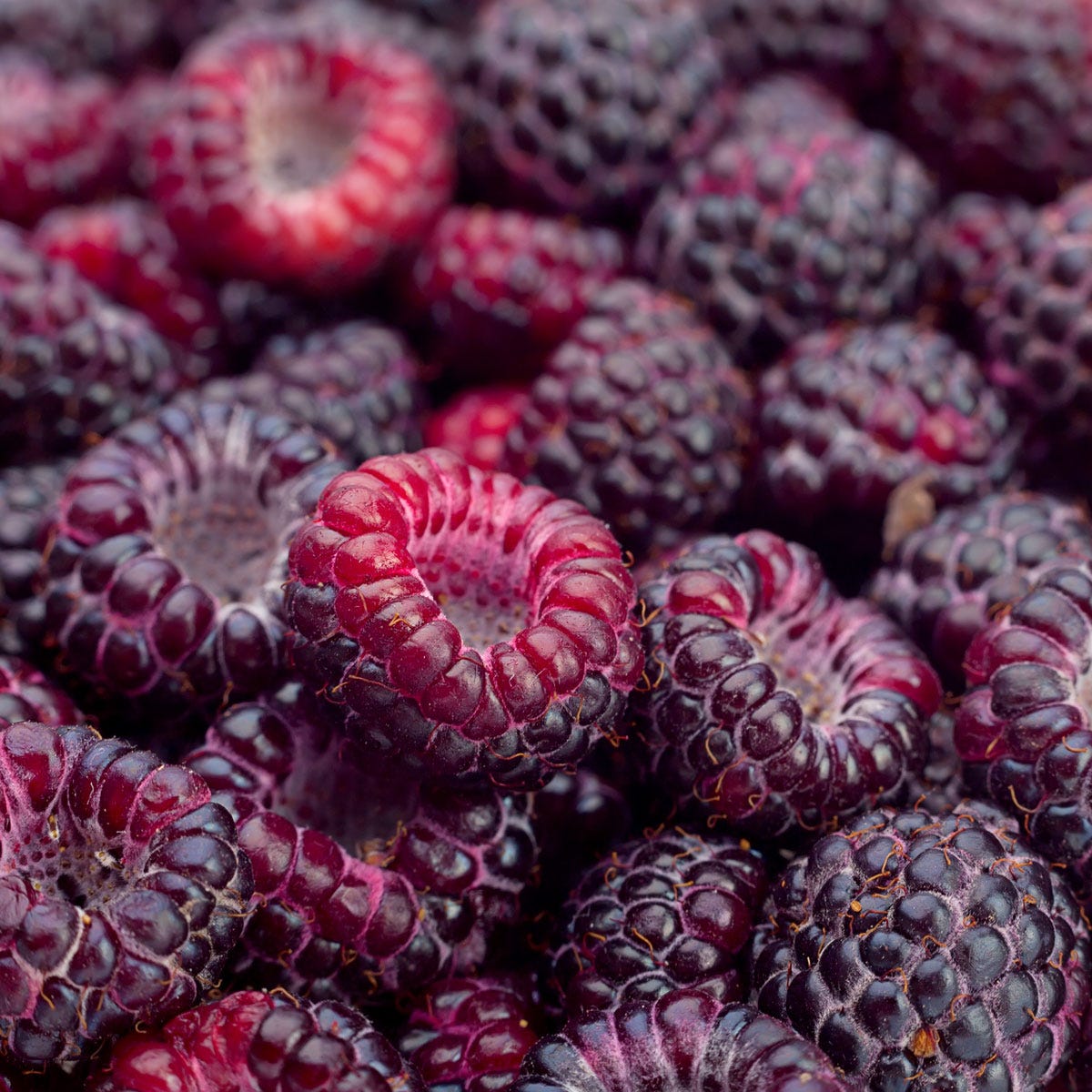 Black Raspberry