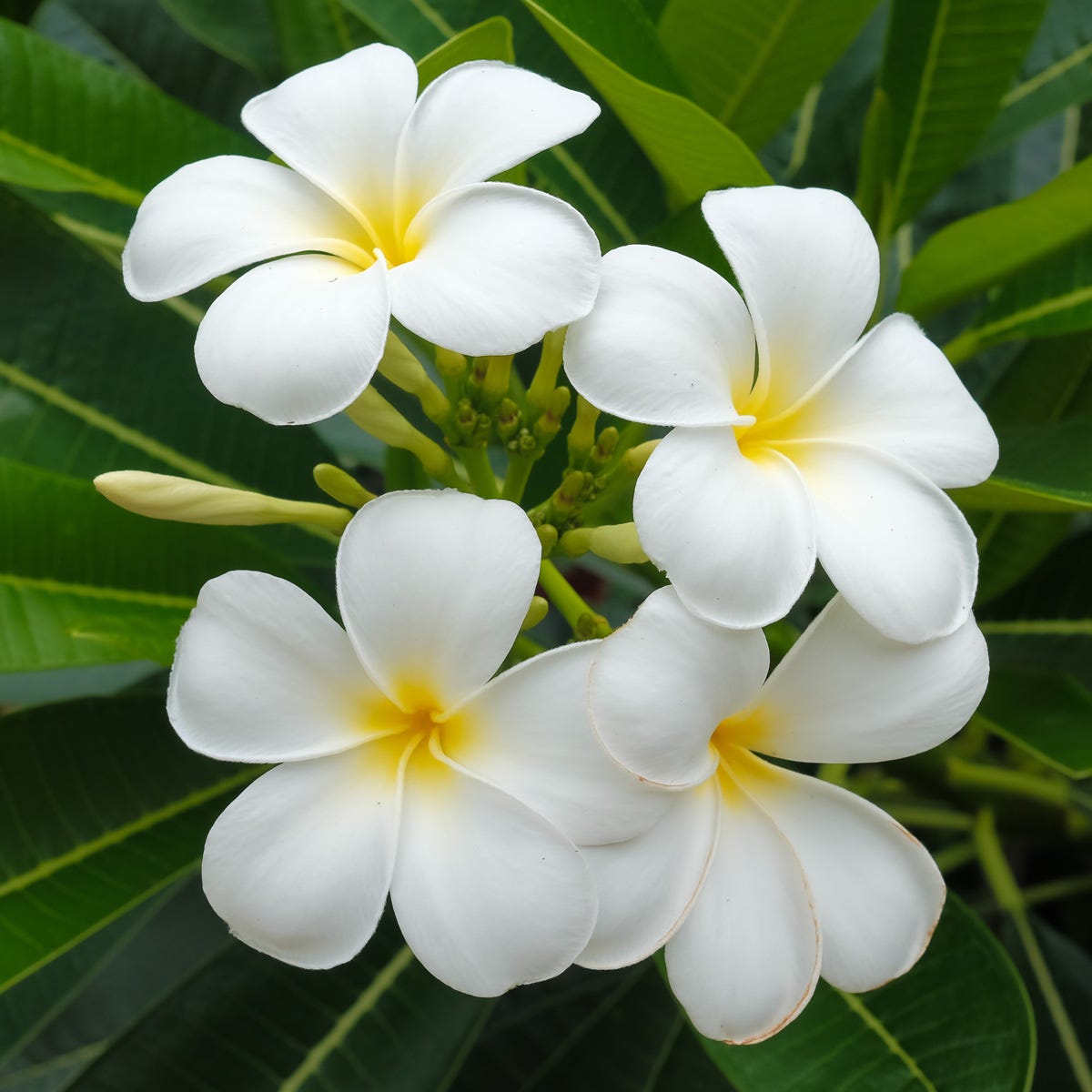 White Frangipani