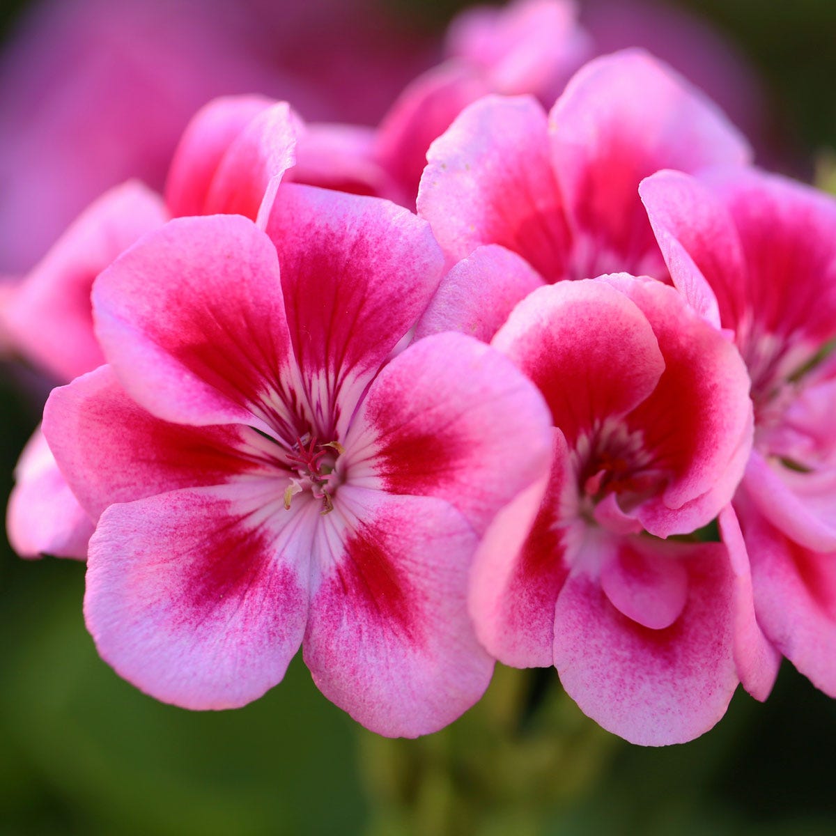 Geranium - Fragrance Note