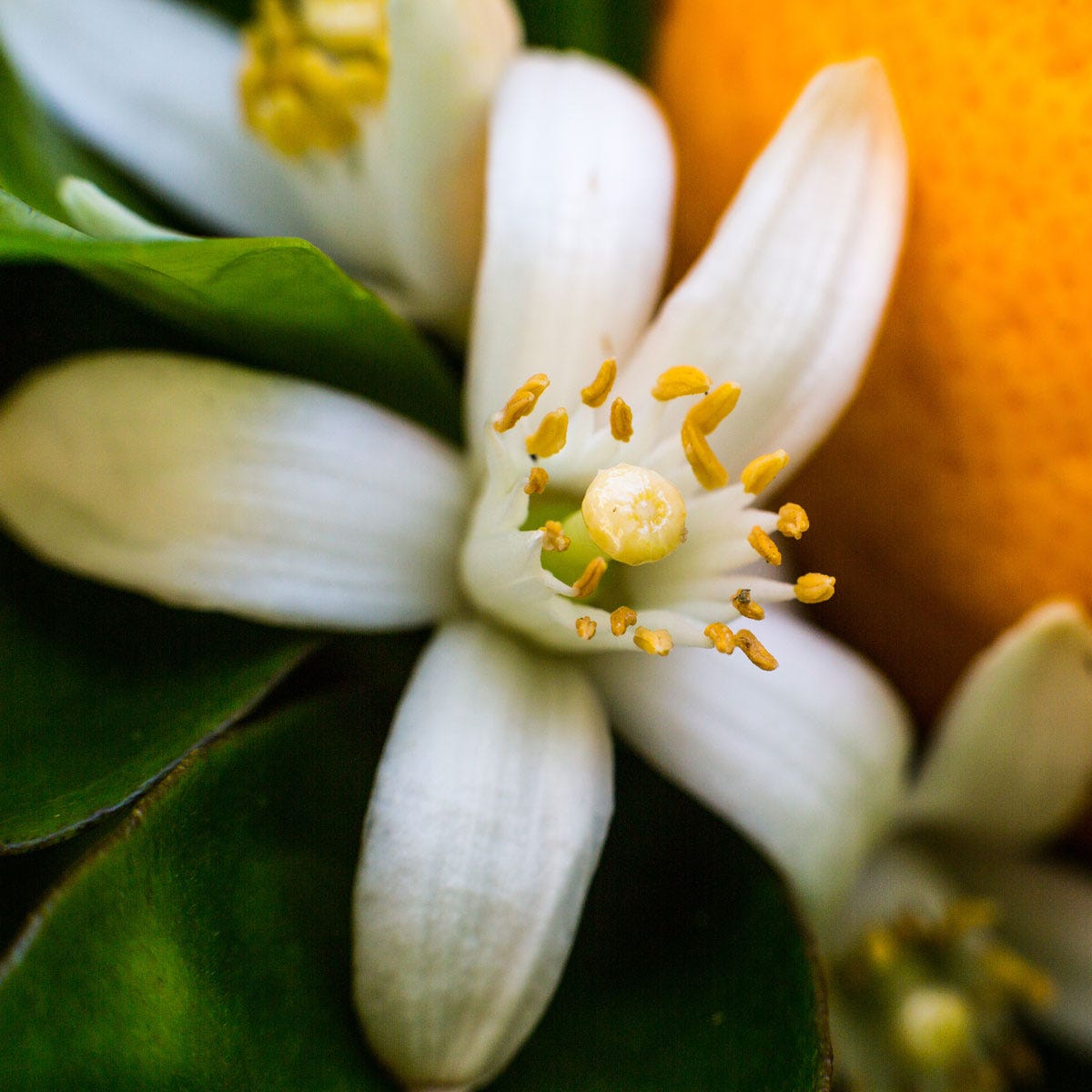 Neroli - Fragrance Note