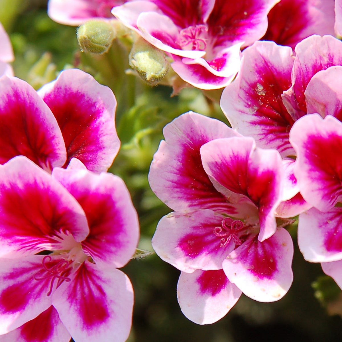 Rose Geranium (520mls)