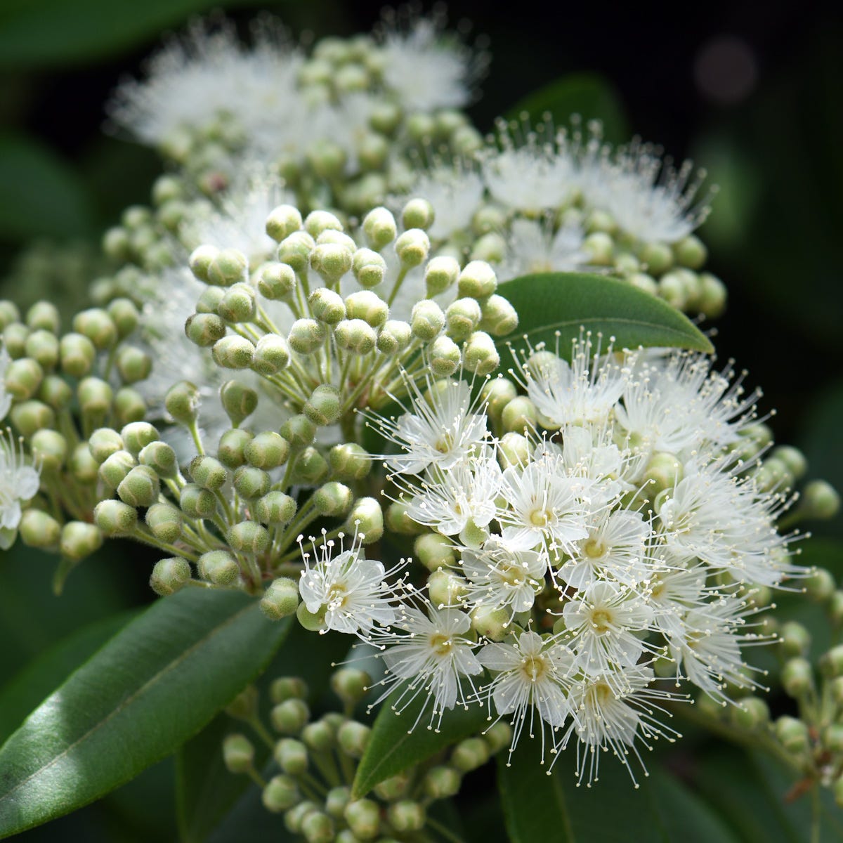 Lemon Myrtle Fragrance Oil – Eroma
