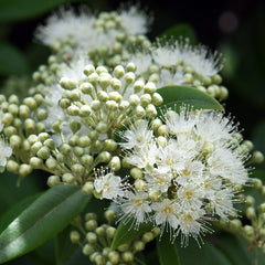 Lemon Myrtle