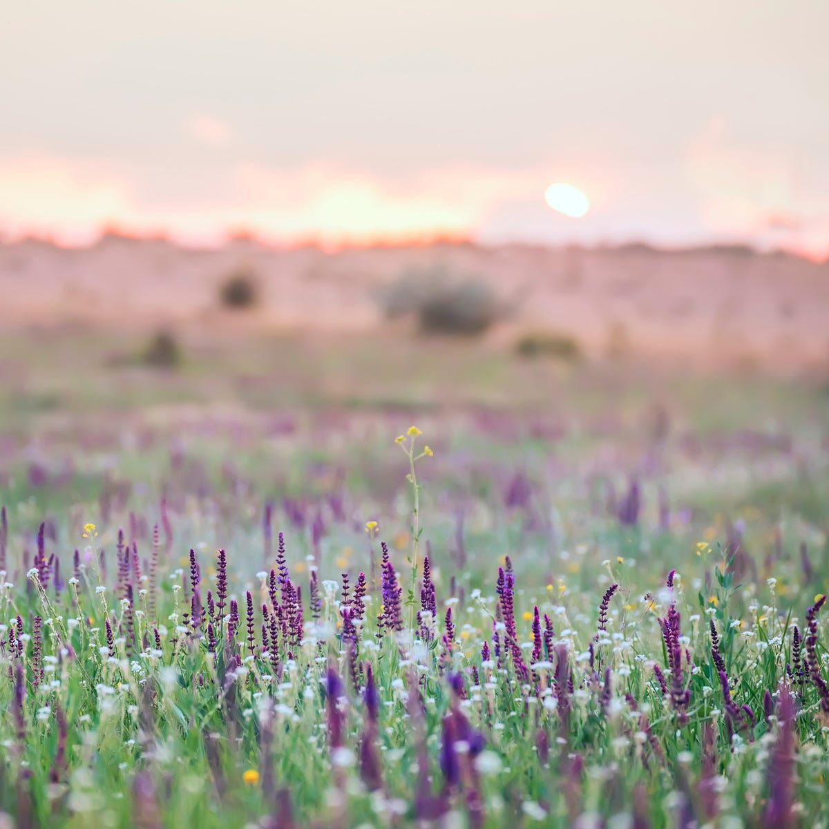 Sage Flower (520mls)