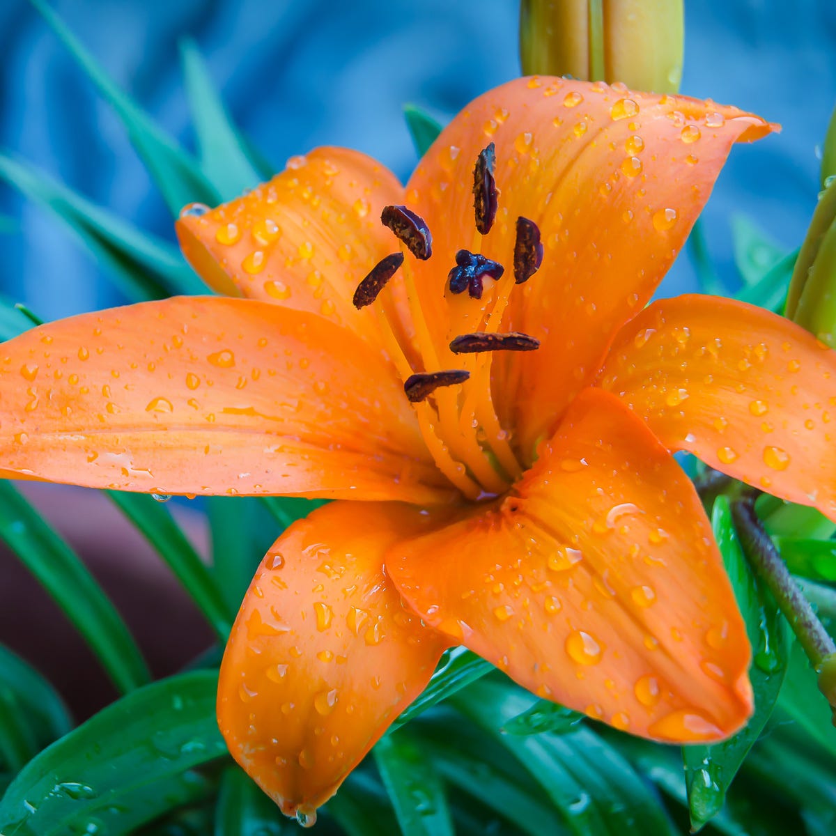 Tigerlily Blossom