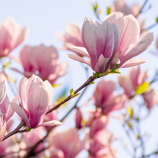 Magnolia in Bloom
