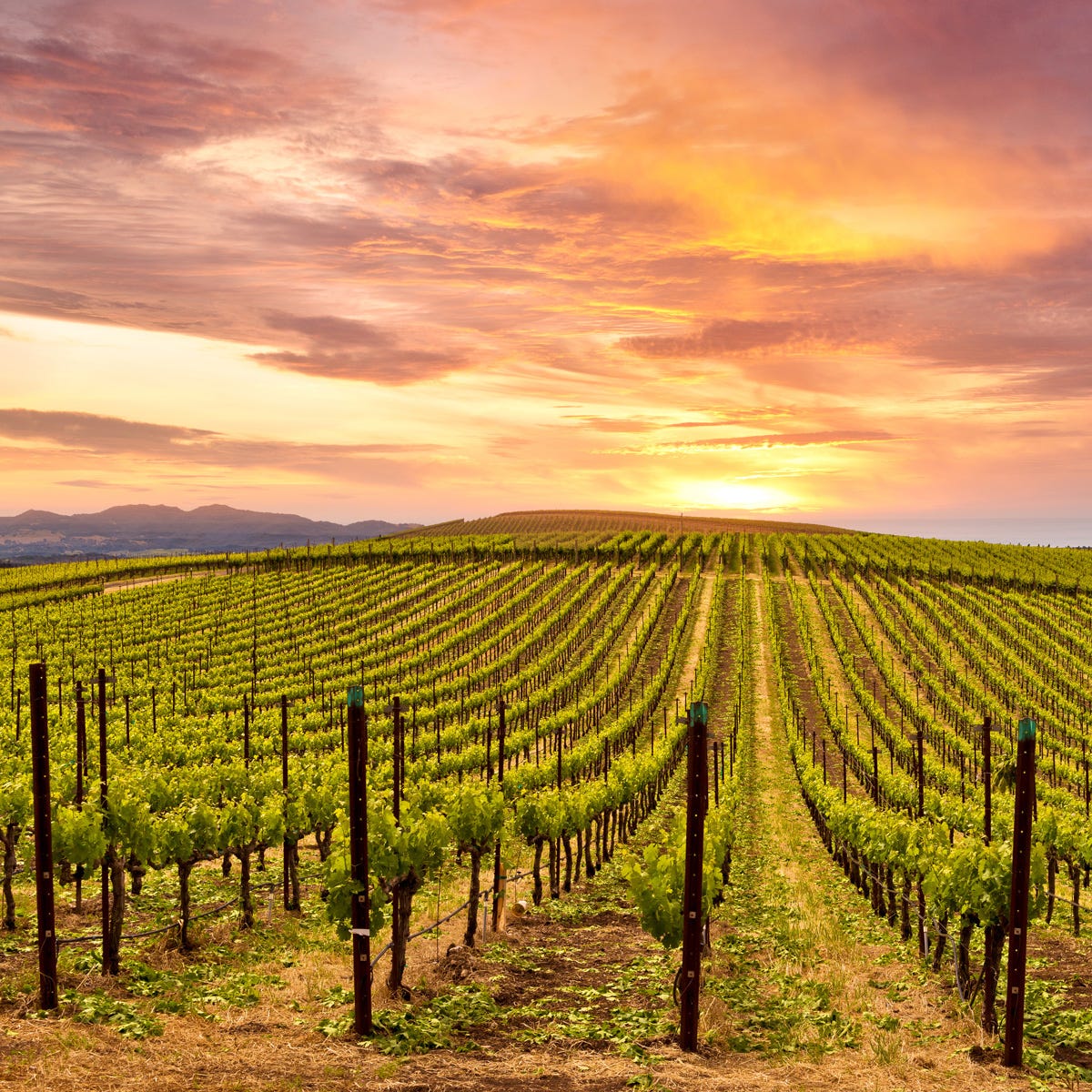 Sonoma Sunset (520mls)