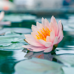 Waterlily