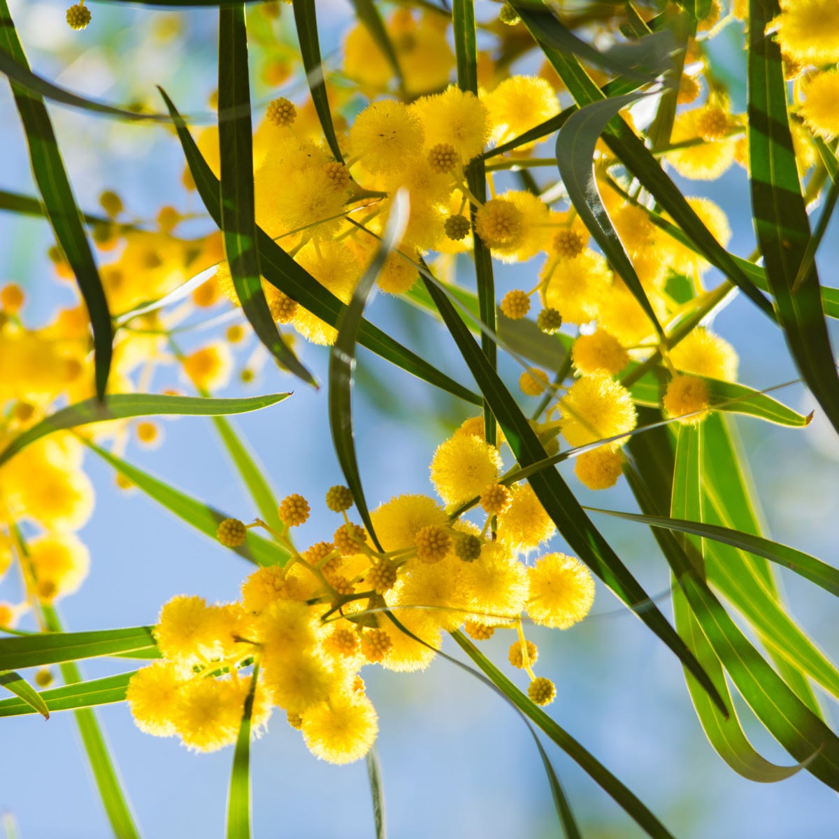 Golden Wattle