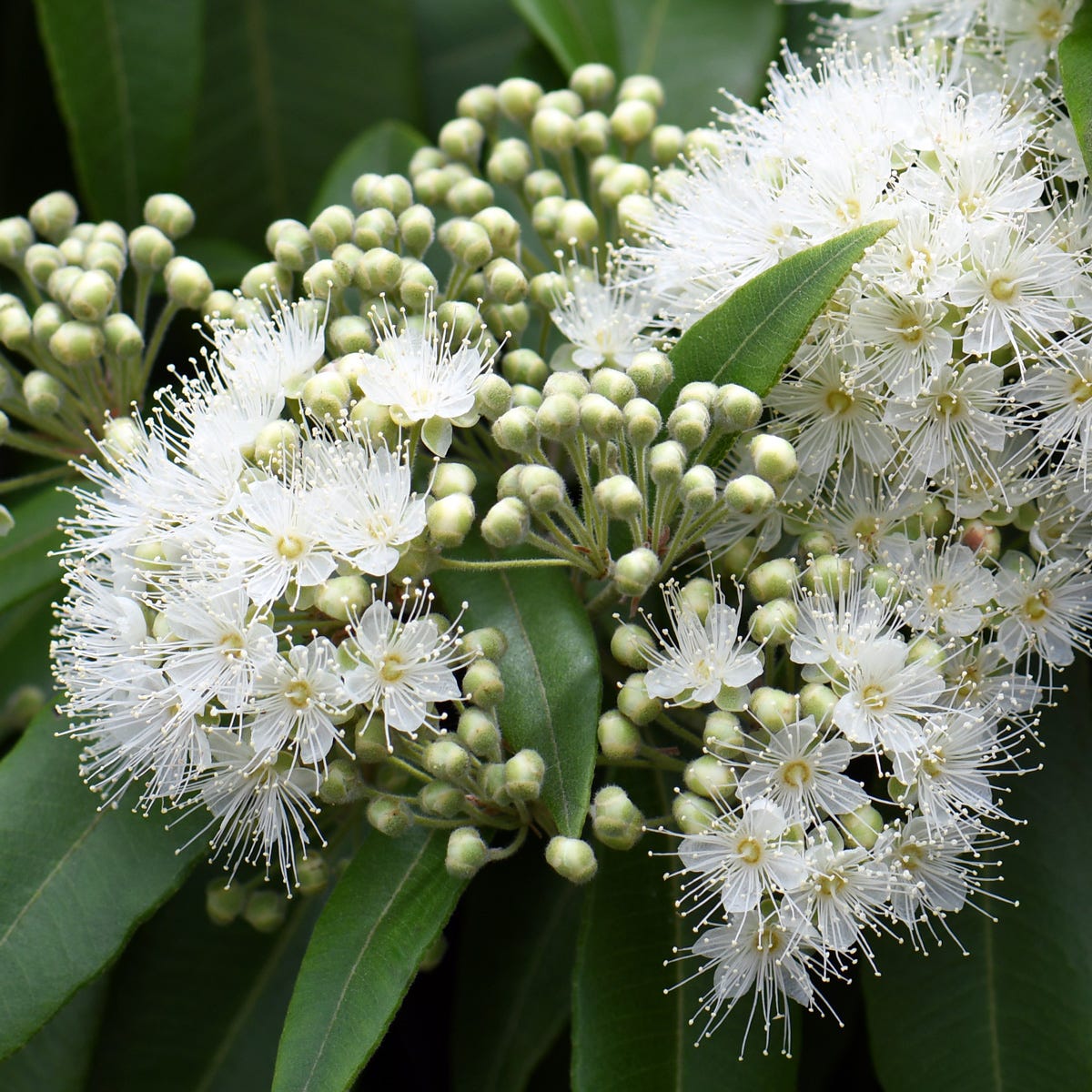 Lemon Scented Myrtle