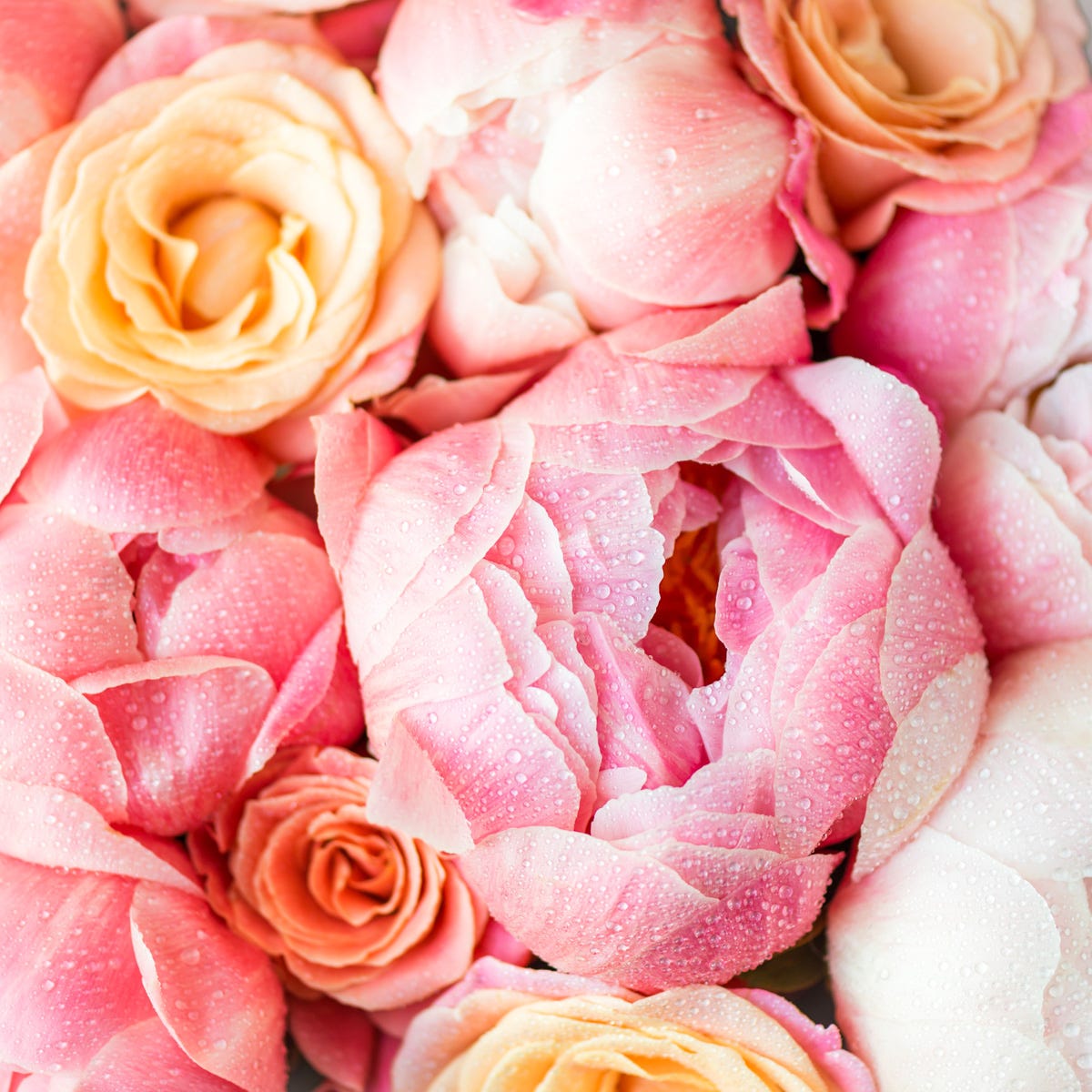 Peony Rose (520mls)