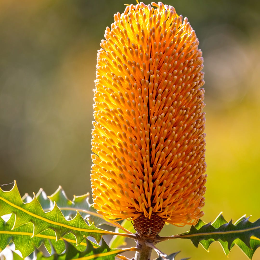 Bergamot & Banksia