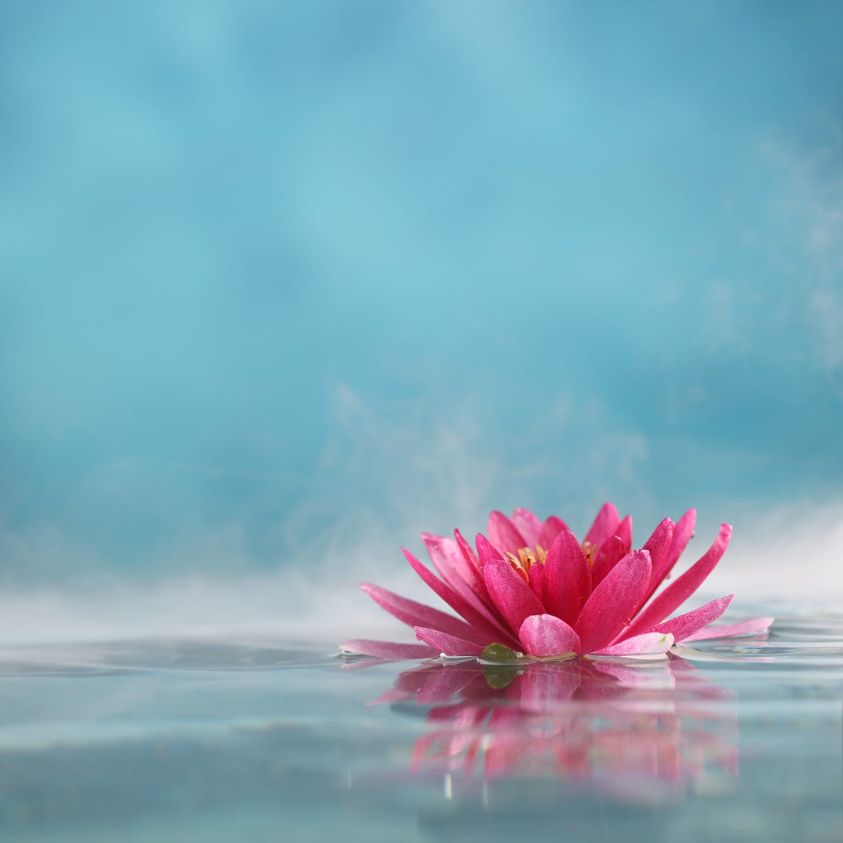 Sea Mist & Waterlily Type*