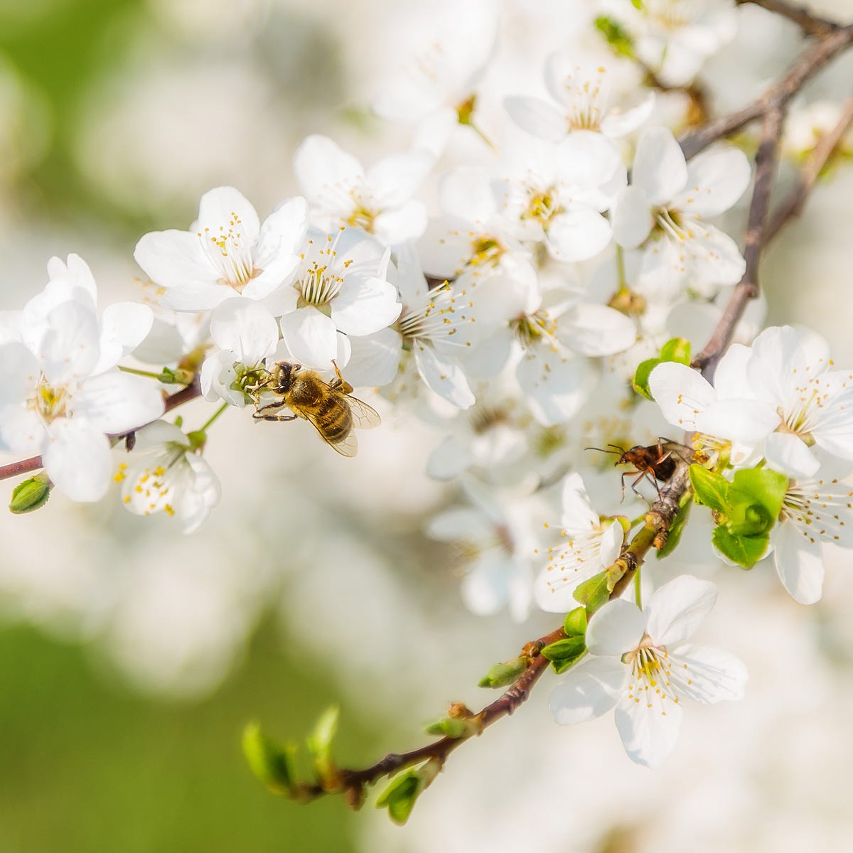 Hawaiian Honey Blossom (30mls)