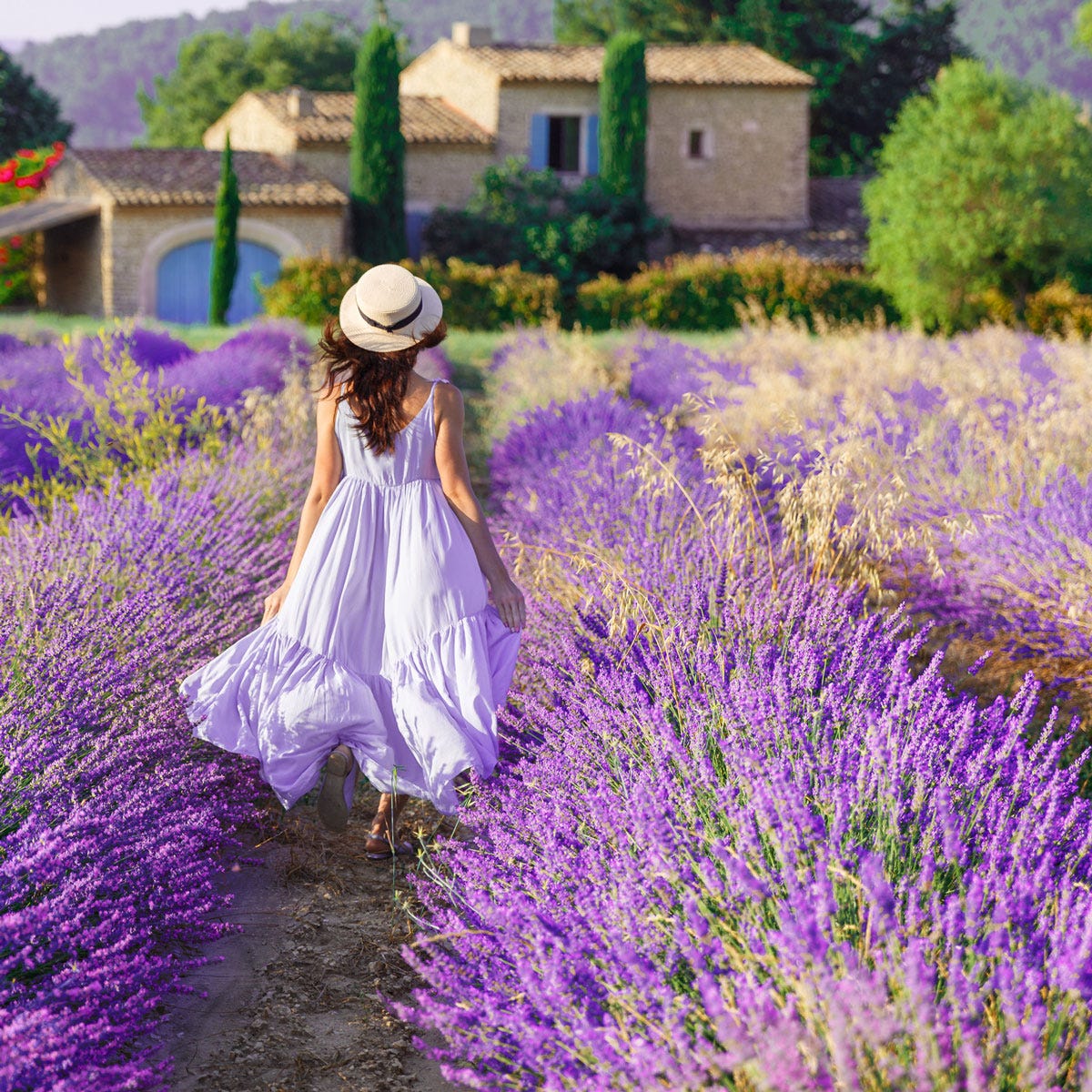 French Lavender (10  L)