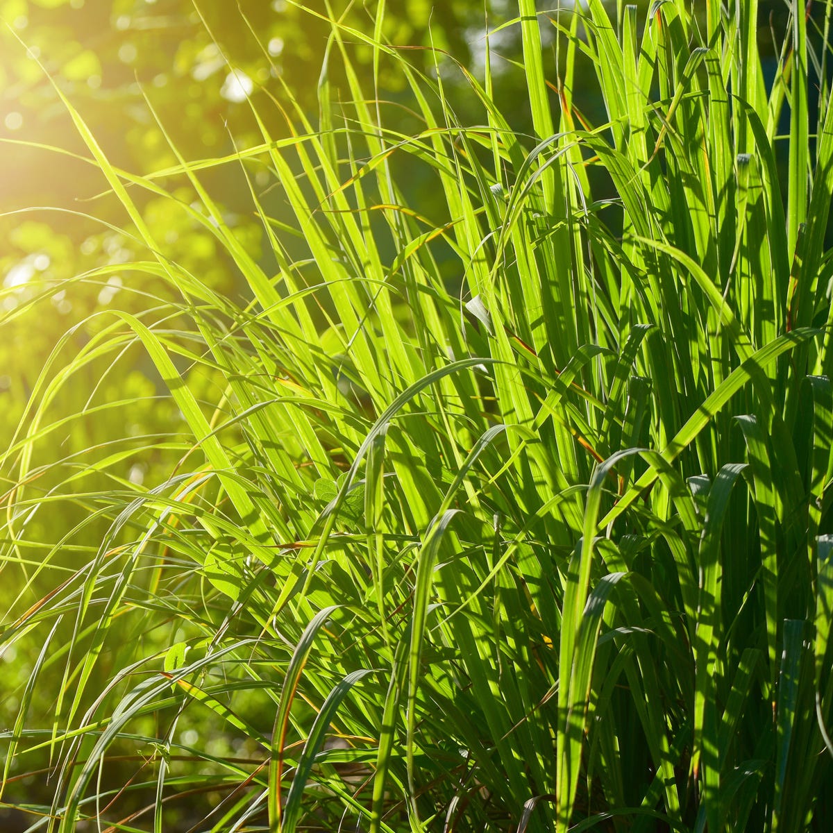 Wild Lemongrass (2500mls)
