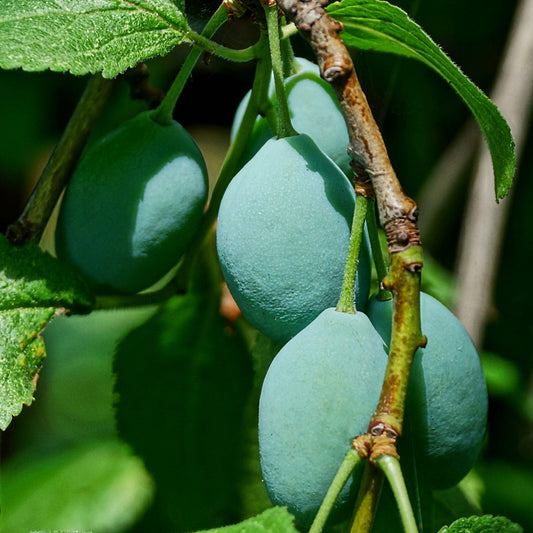 Kakadu Plum