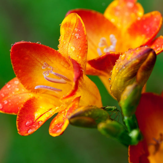 Freesia