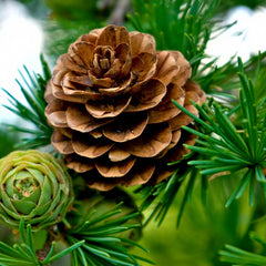 Fresh Pine & Fir Needle (105mls)