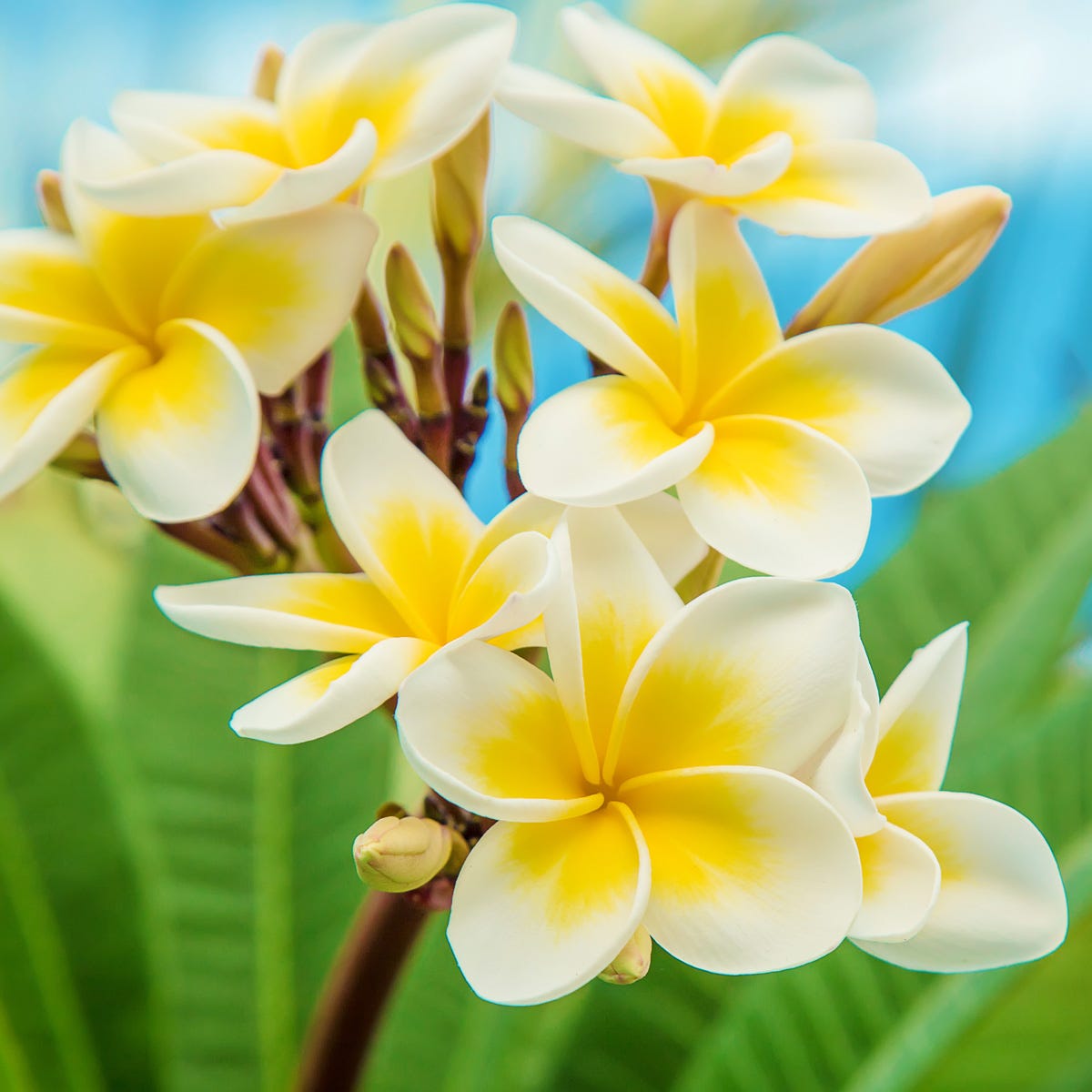 Hawaiian Frangipani