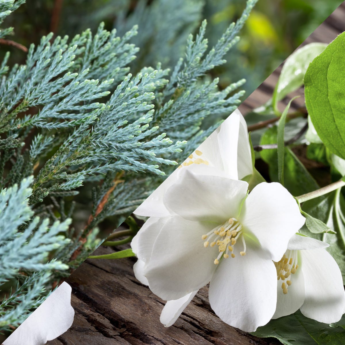 Blue Cypress & Jasmine