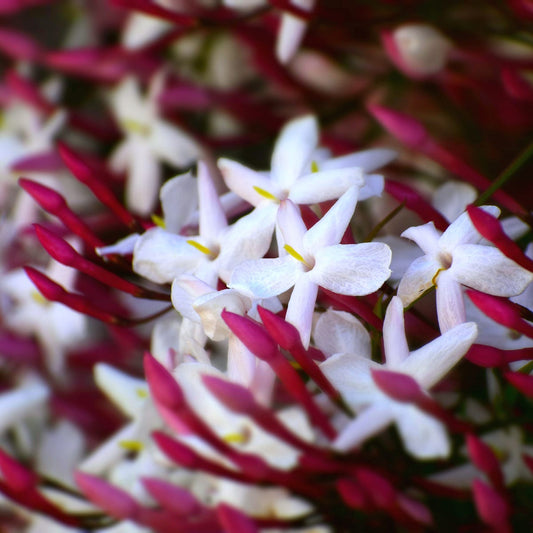 Pink Jasmine and Violet